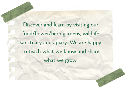 The gardens are a living ecosystem, tea house, and third space for the community. We want to offer this space to host events; you are always welcome to come as you are.